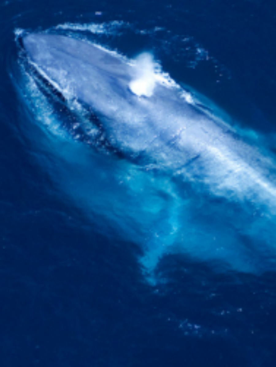 Paquete Ballenas-Fam